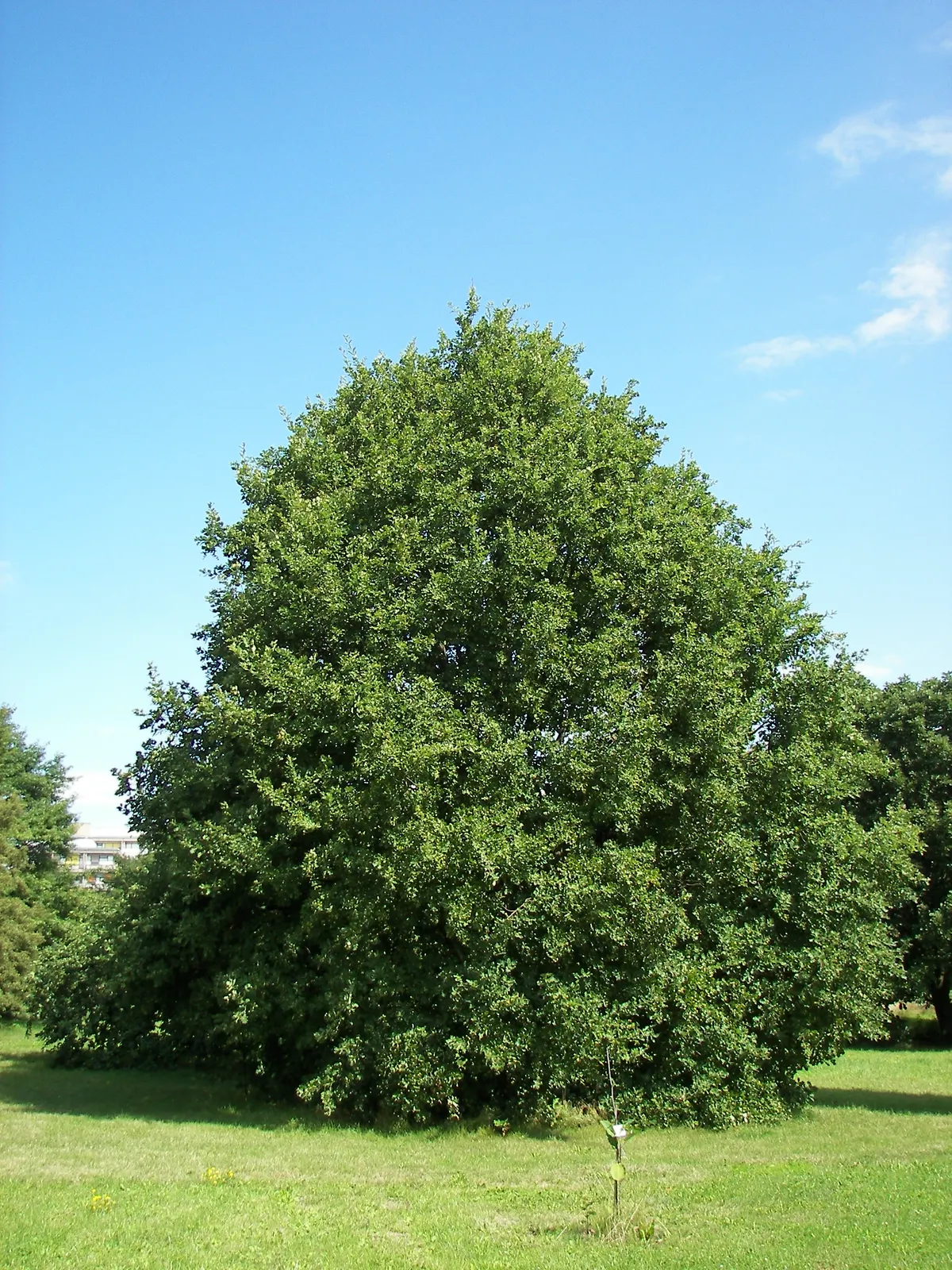Traubeneiche