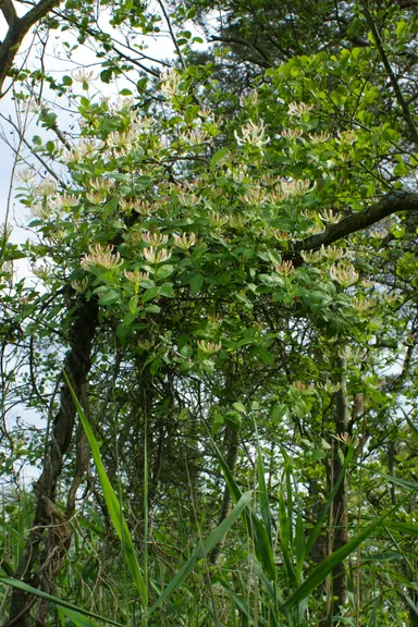 Wald-Geißblatt