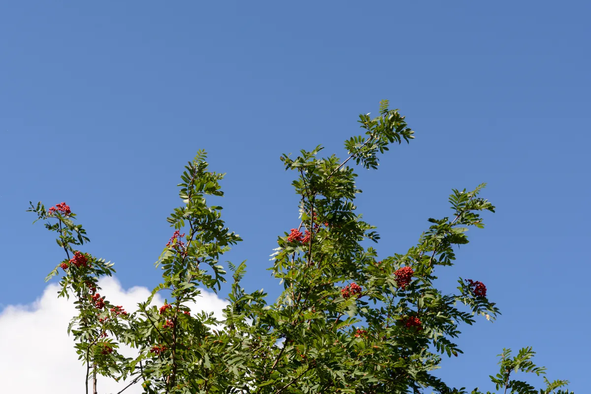 Eberesche / Vogelbeere