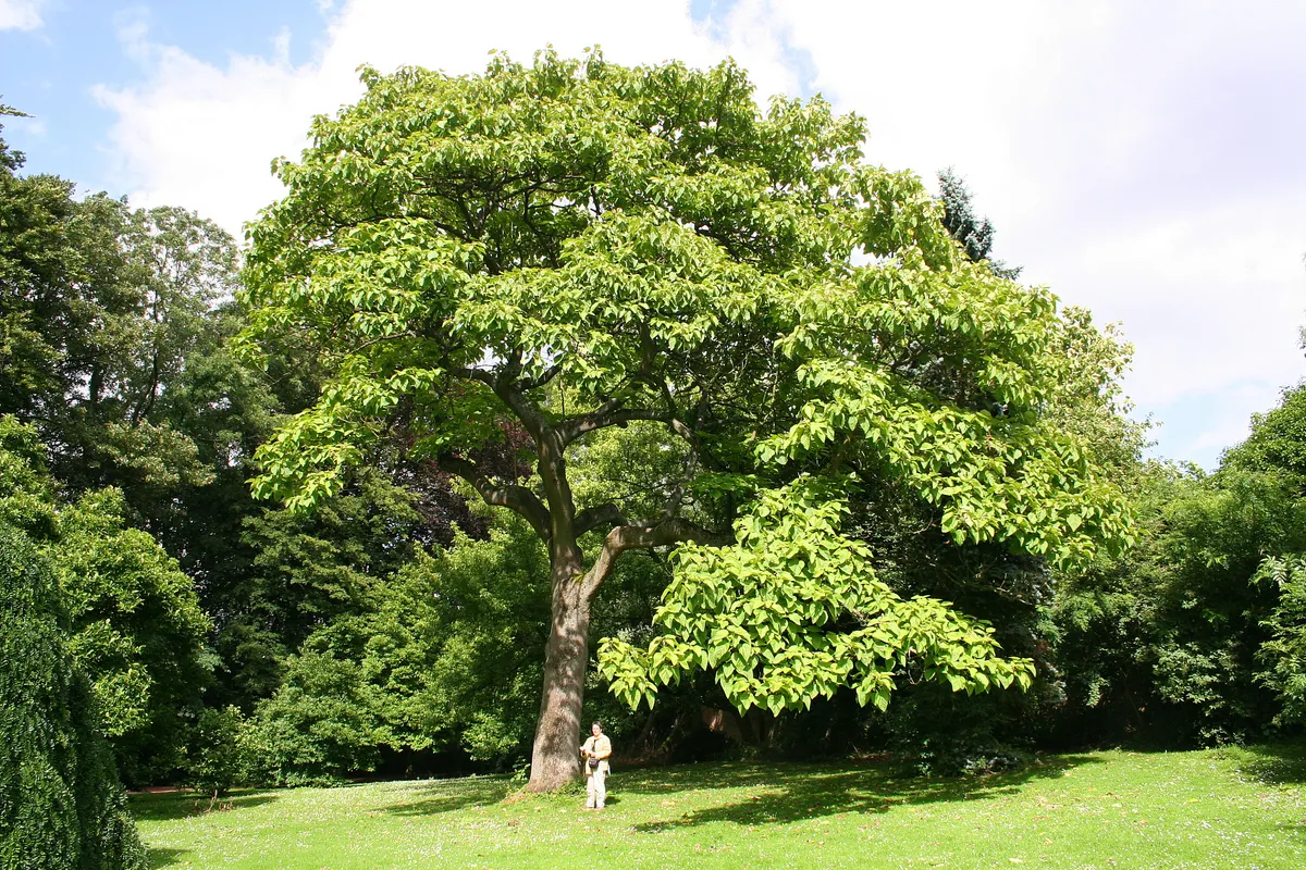 Blauglockenbaum