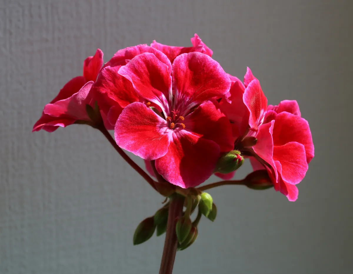 Geranien / Pelargonien