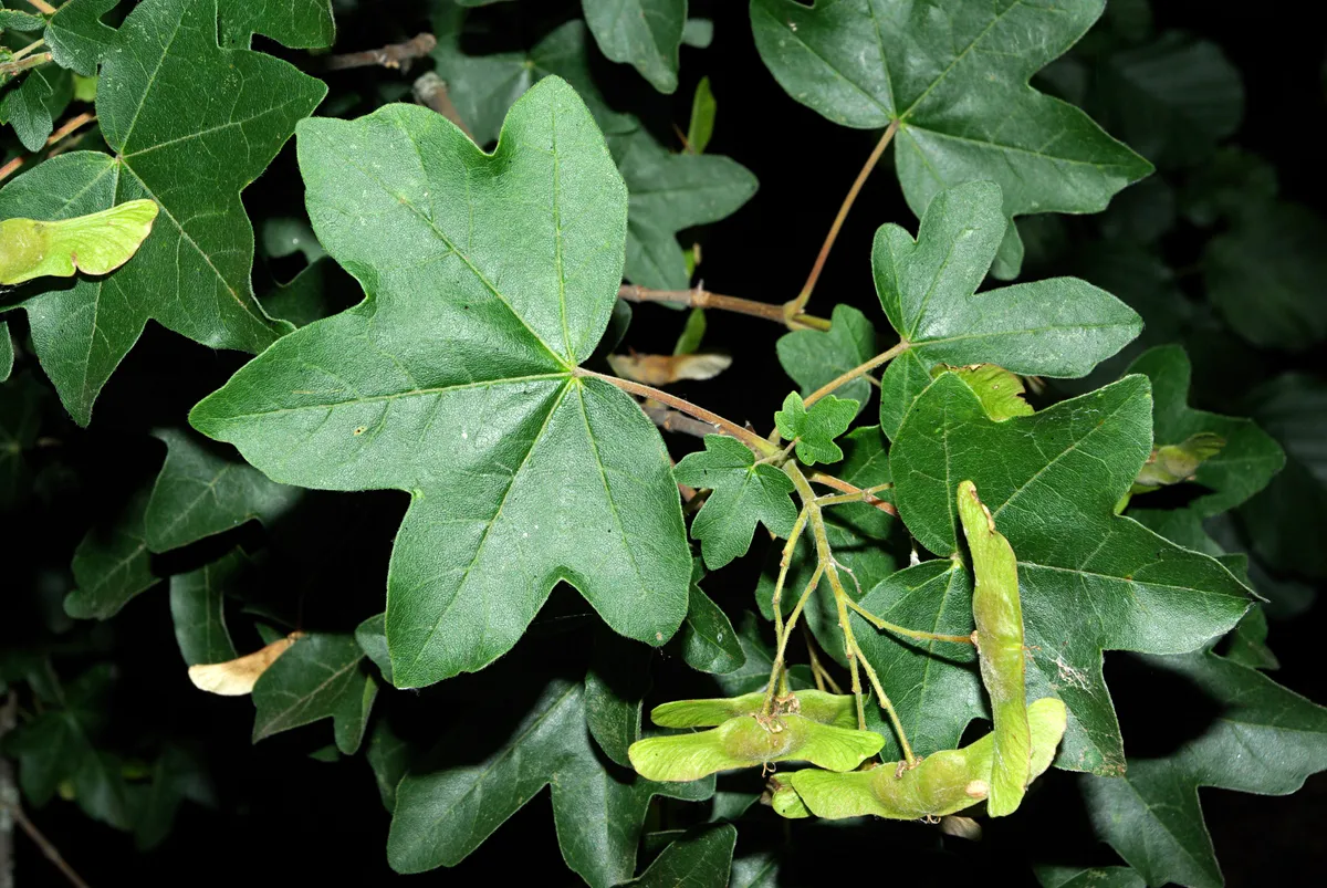 Feldahorn