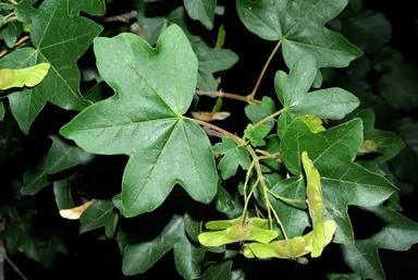 Feldahorn
