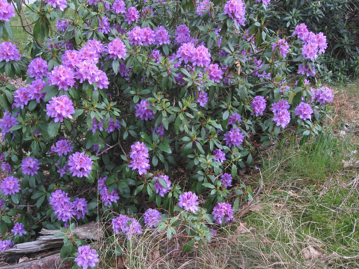 Rhododendron
