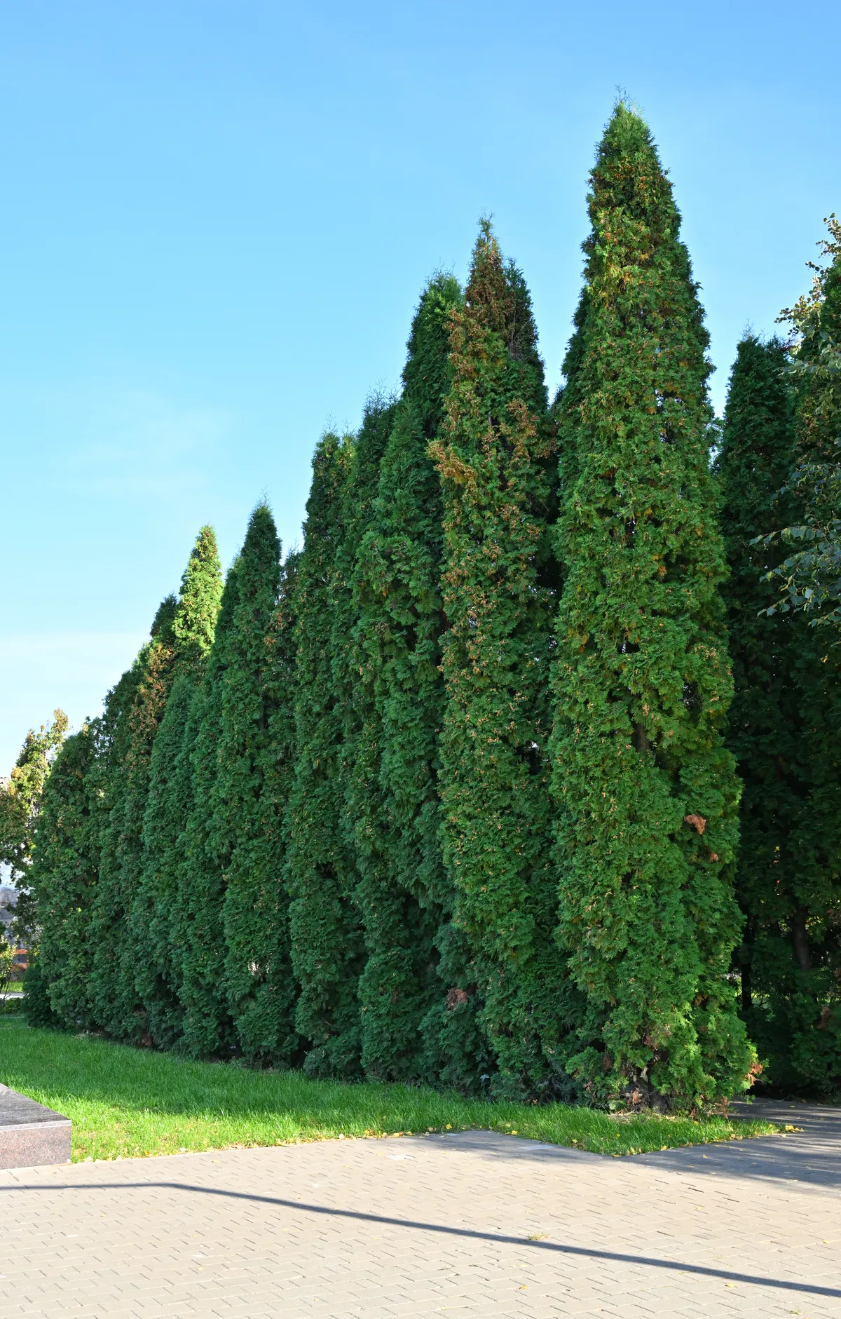 Thuja / Lebensbaum