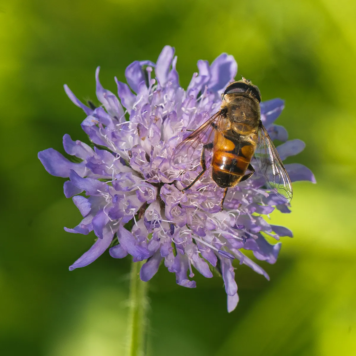 Acker-Witwenblume
