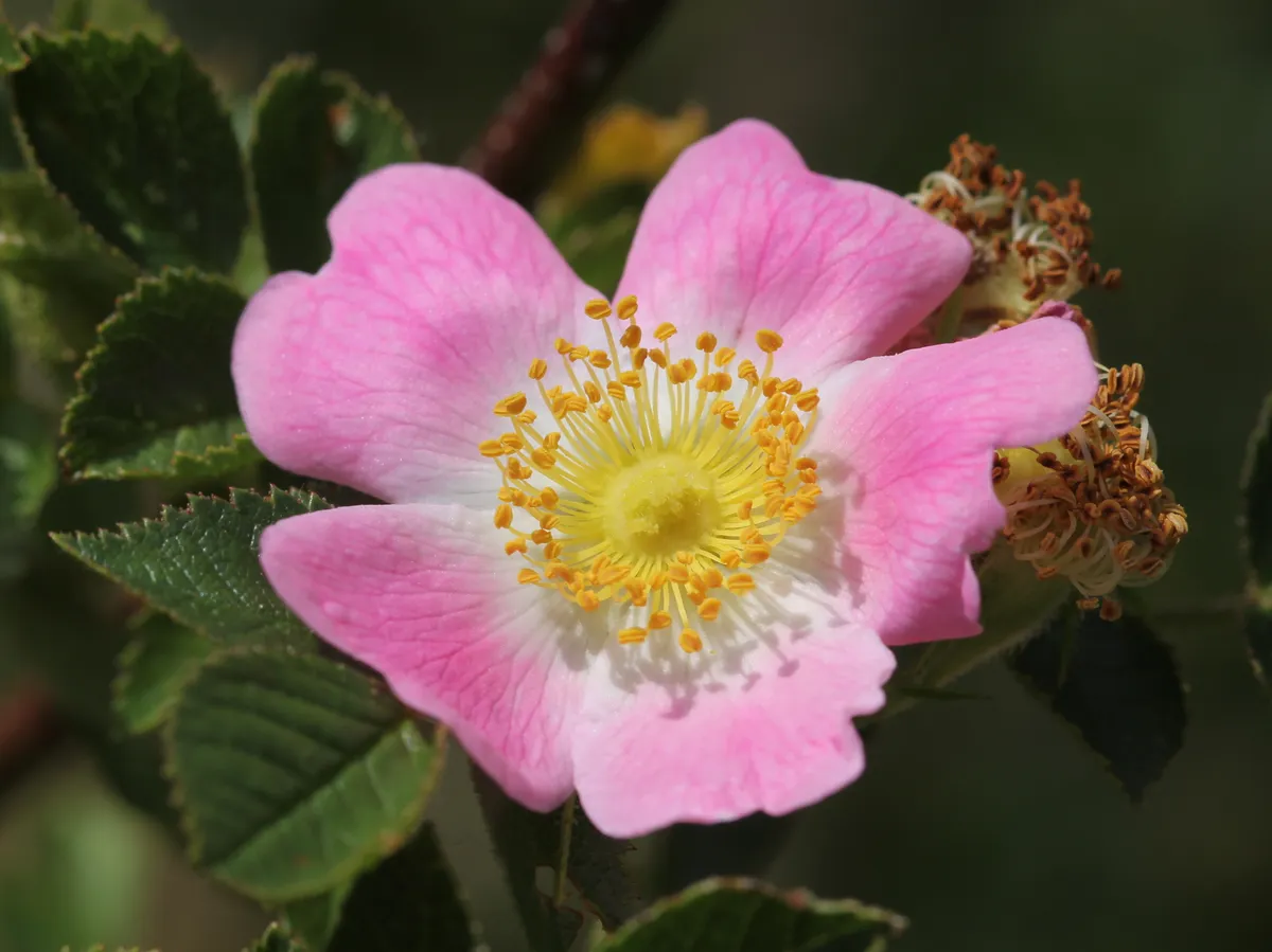 Apfelrose