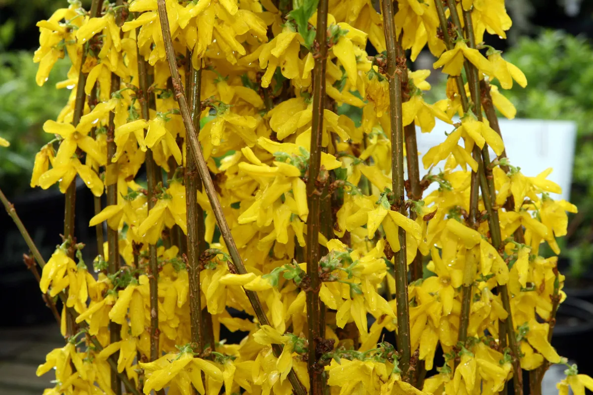 Forsythie