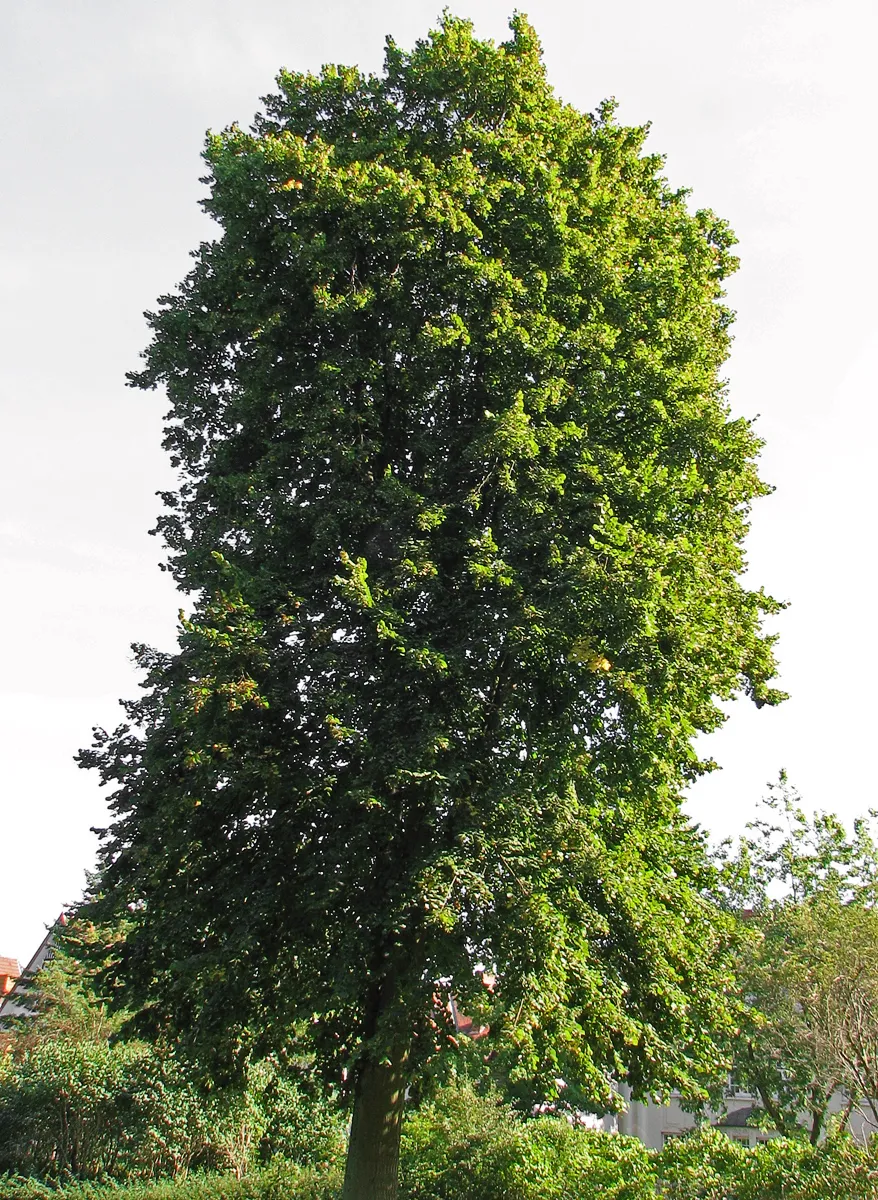 Sommerlinde