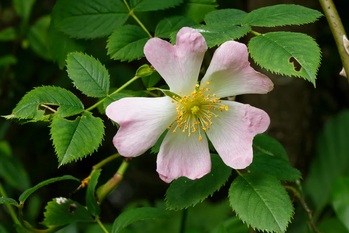 Bibernellrose