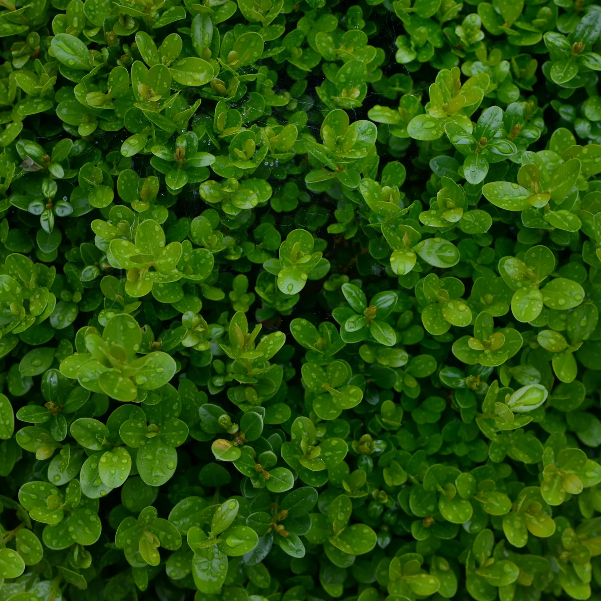 Buchsbaum