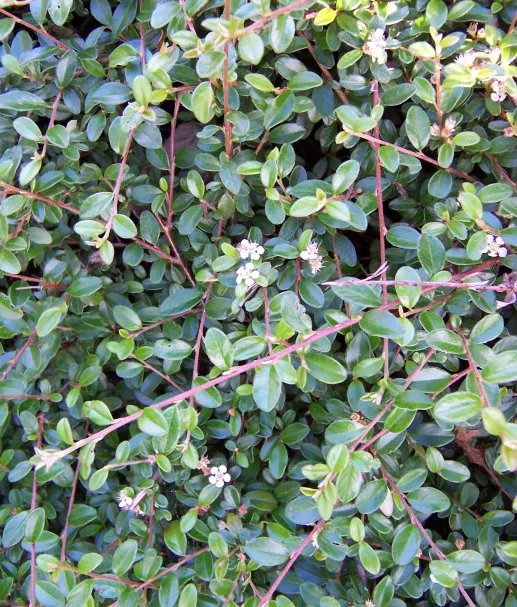 Cotoneaster