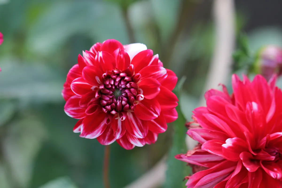 Dahlie