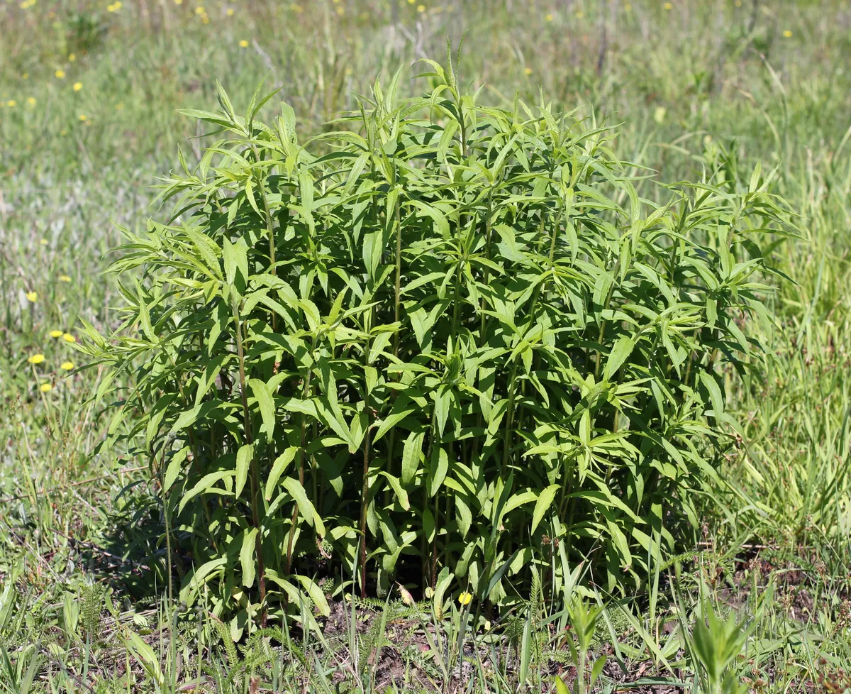Kanadische Goldrute