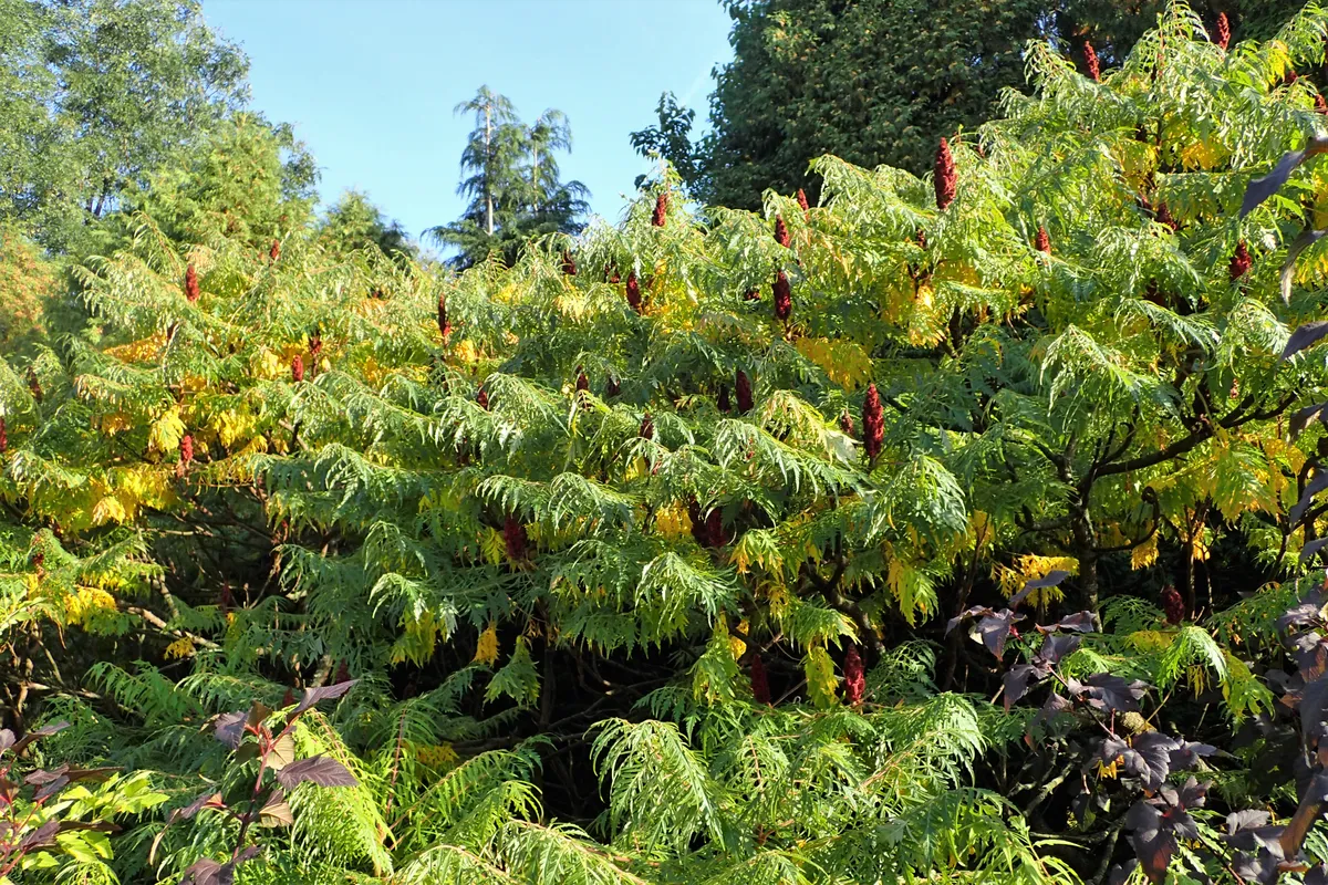 Essigbaum
