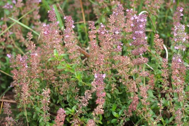 Gewöhnlicher Thymian