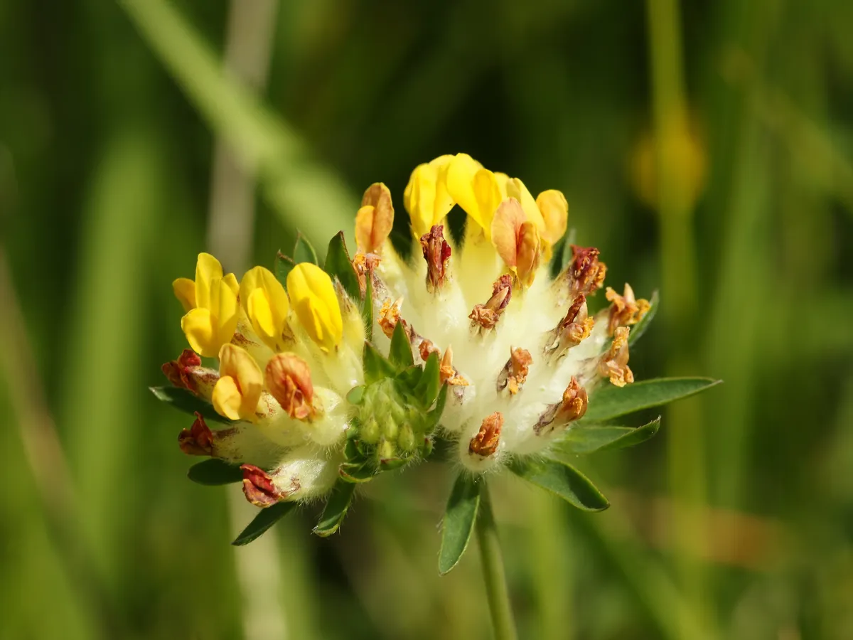 Gewöhnlicher Wundklee