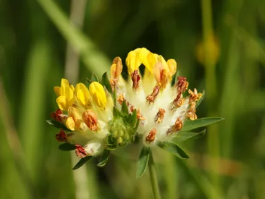Gewöhnlicher Wundklee