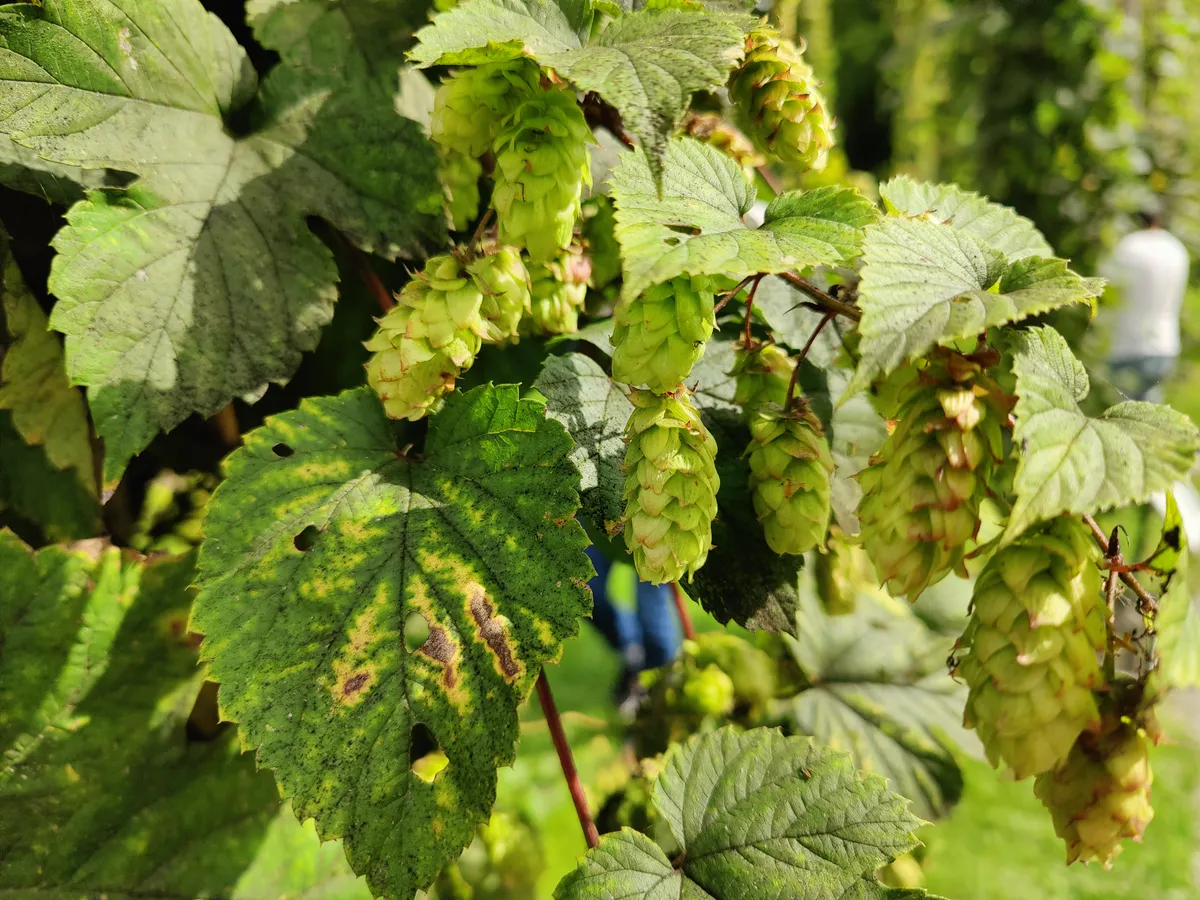 Hopfen