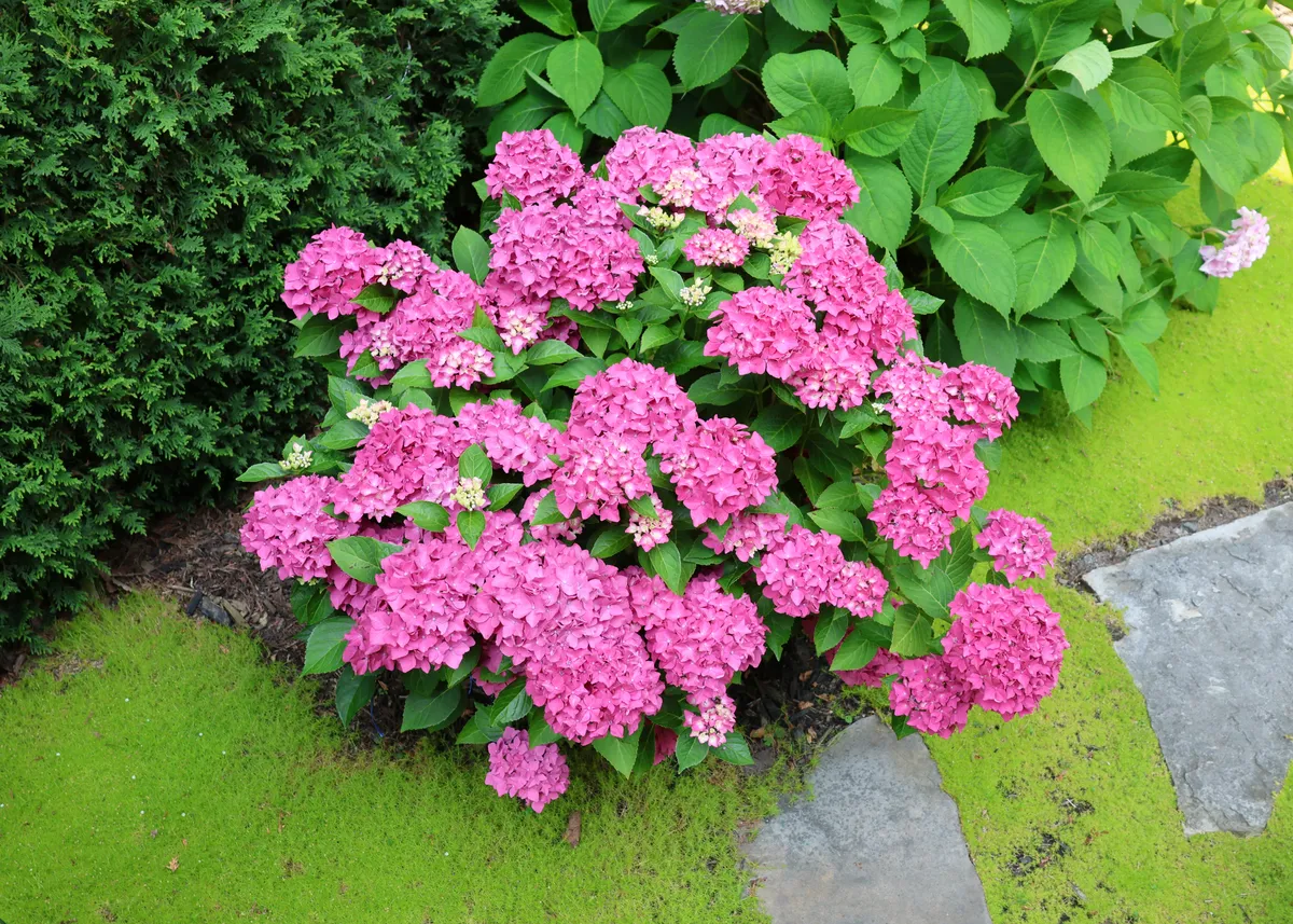 Hortensie