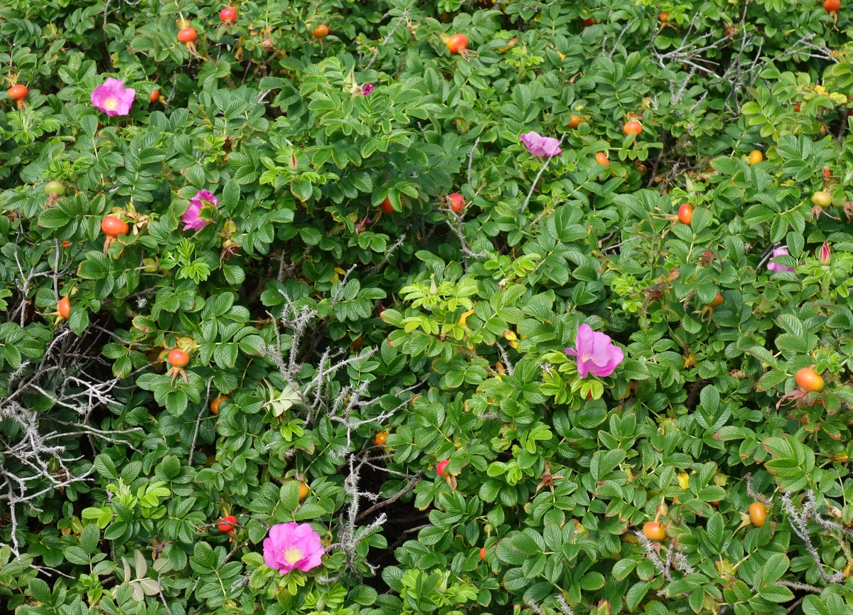 Kartoffelrose