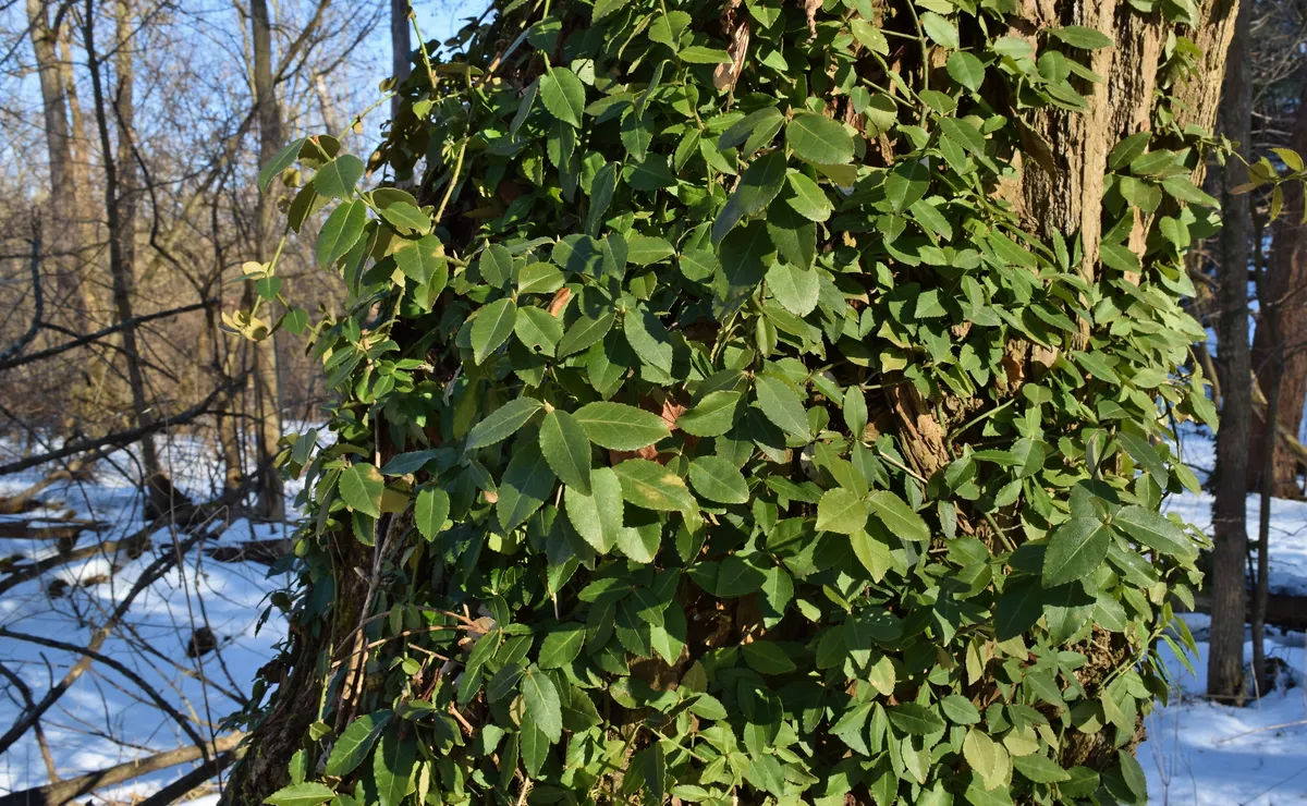 Kriechspindel