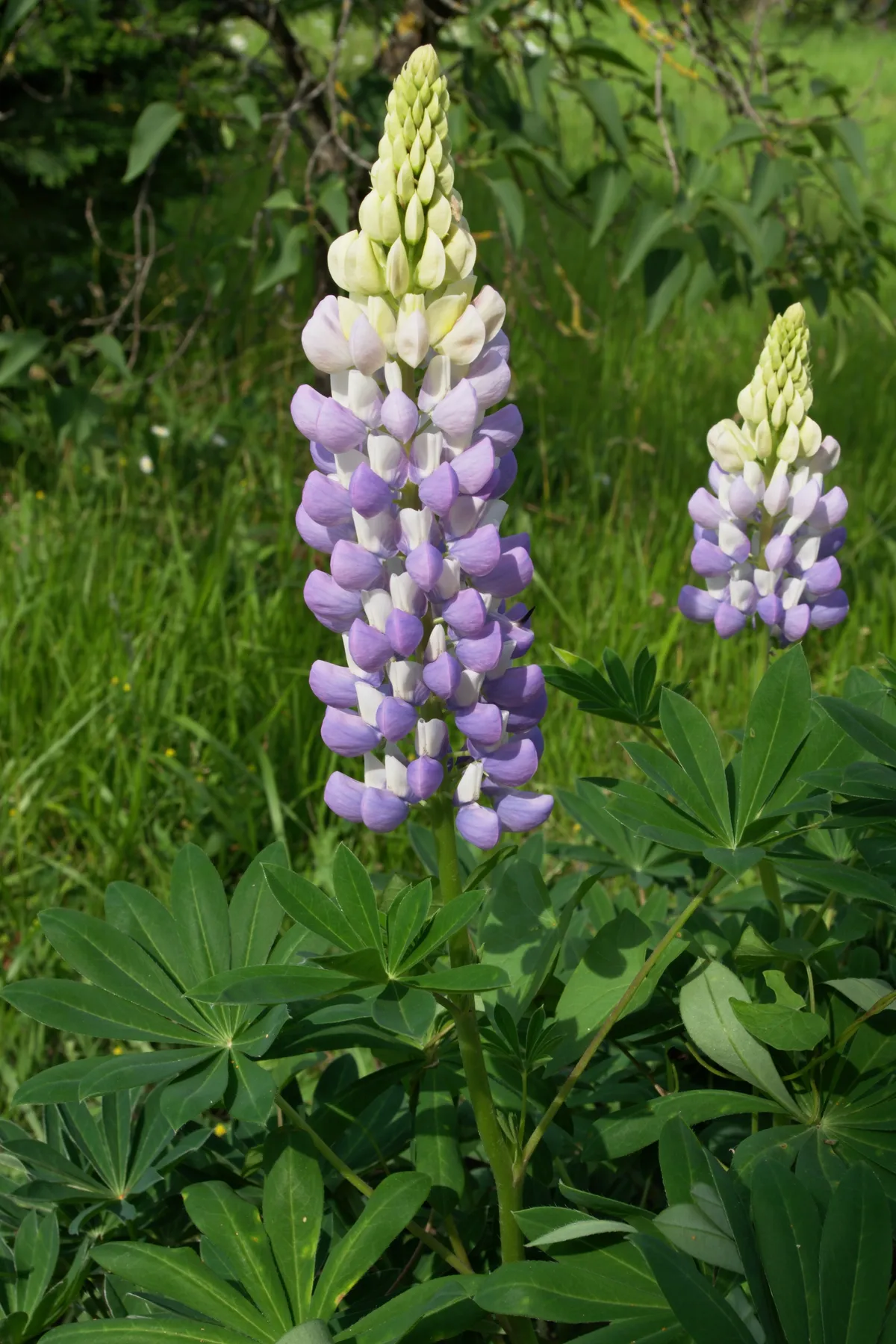 Vielblättrige Lupine