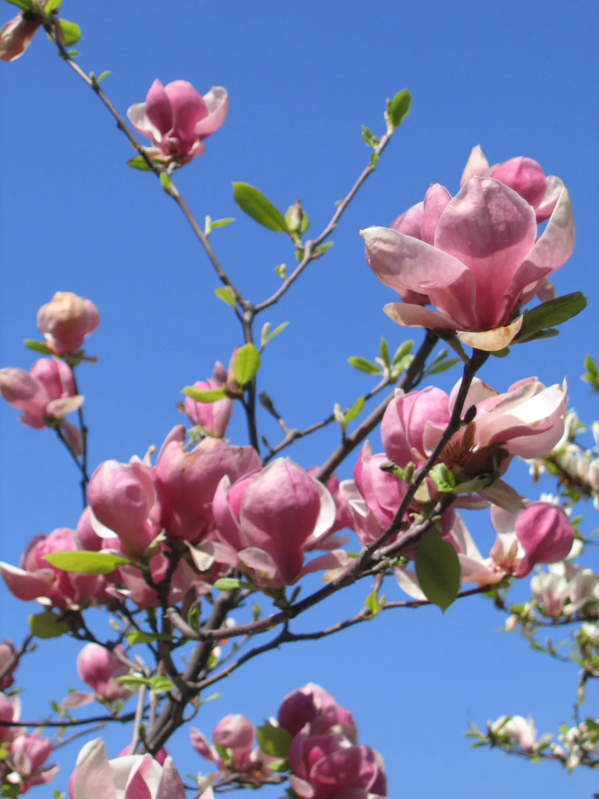 Magnolie