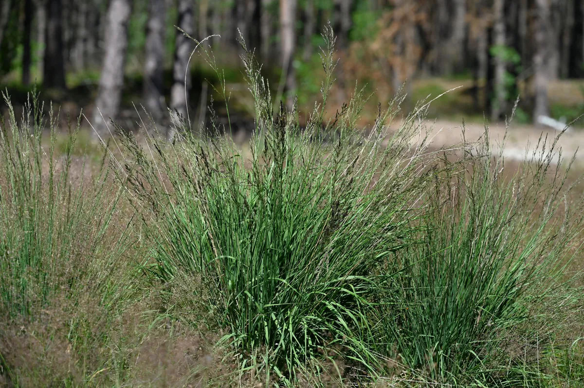 Pfeifengras