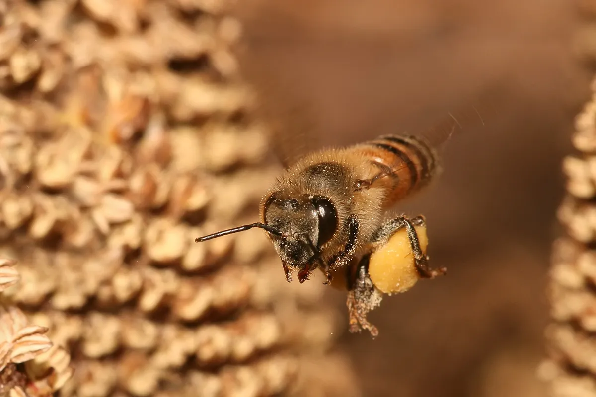 "Bienenfreundlich" auf dem Etikett: Was sich 2026 wirklich ändert