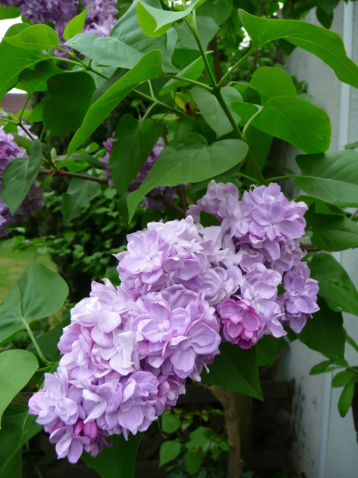 Die Nektar-Falle: Warum gefüllte Blüten für Bienen nutzlos sind