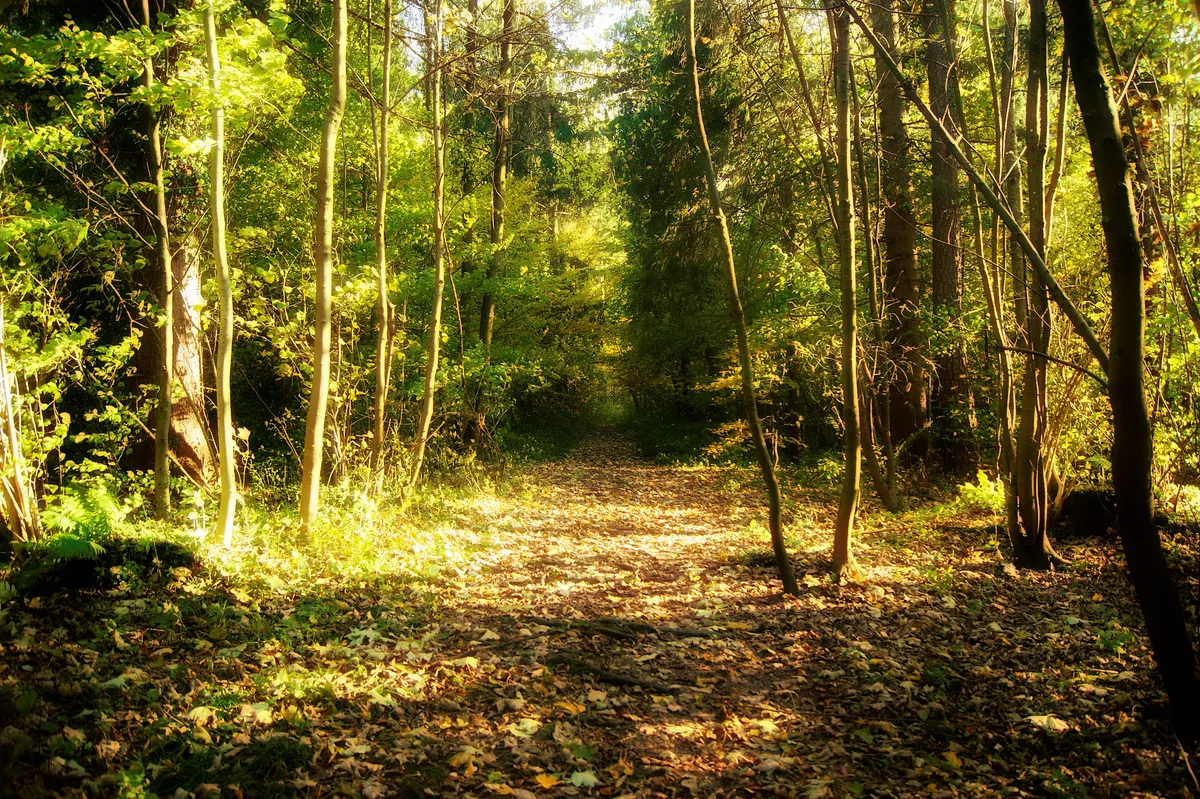 Herbstpflanzung: Die beste Zeit für Gehölze