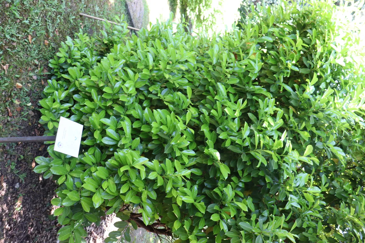 Invasive Pflanzen in Deutschland