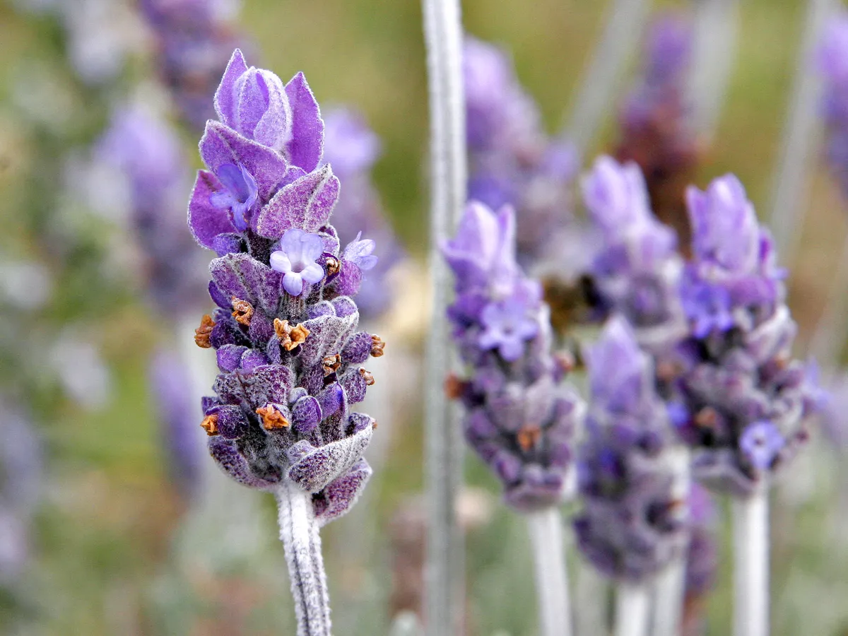 Lavendel: Der beliebteste Irrtum im insektenfreundlichen Garten