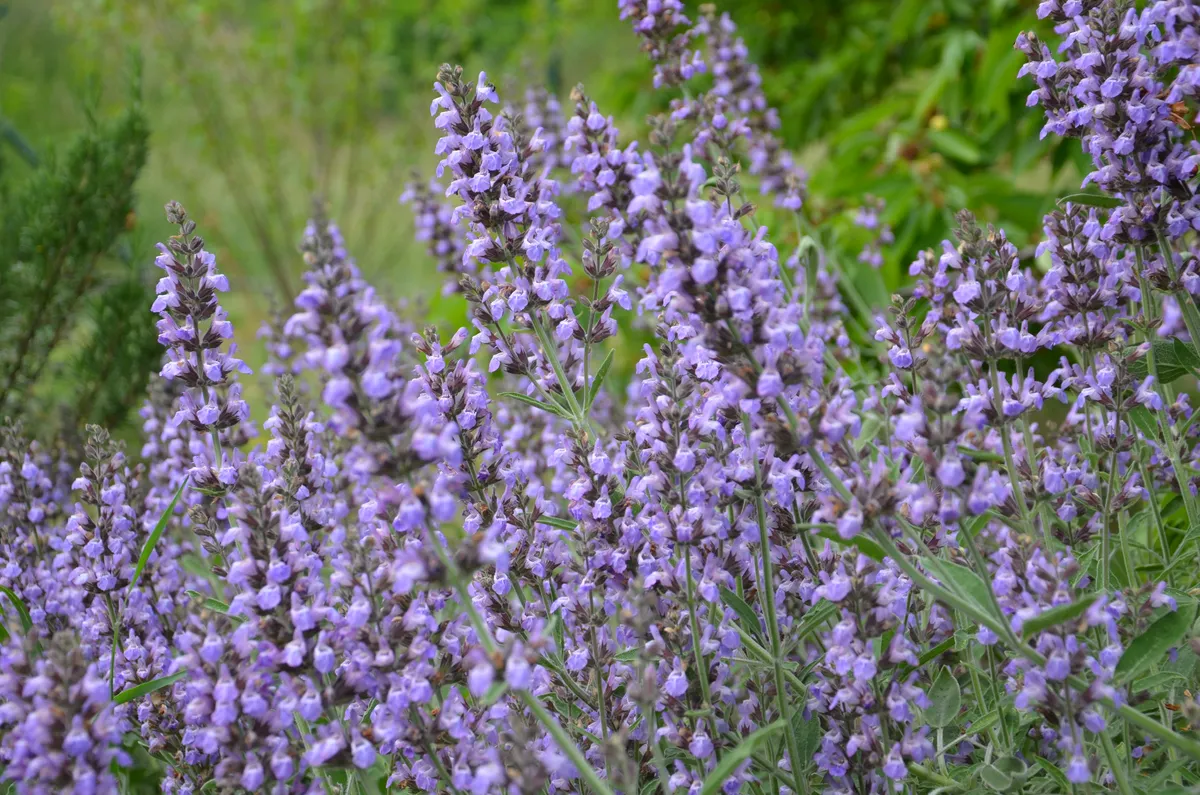 Pflegeleichter Naturgarten