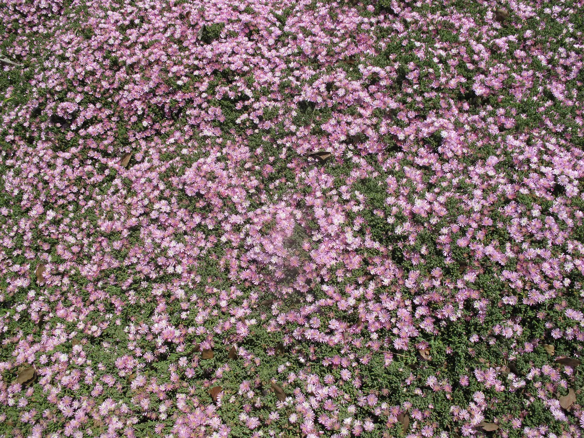 Schottergarten umgestalten