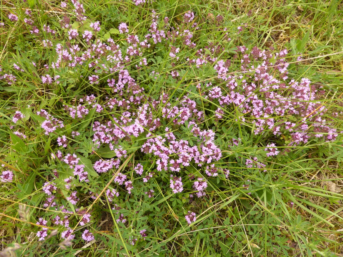 Trockenresistente Pflanzen: Was überlebt heiße Sommer?