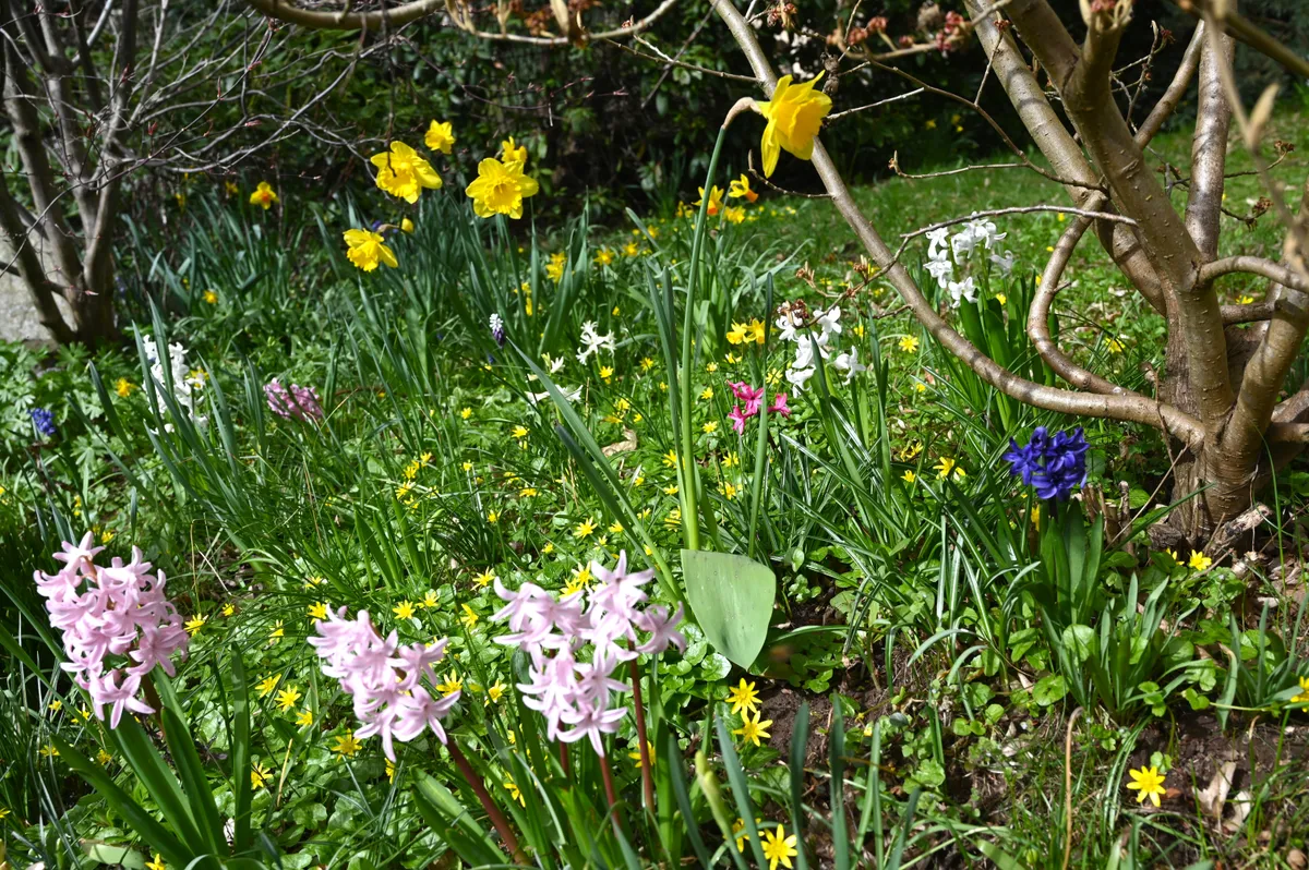 Frühblüher für Bienen