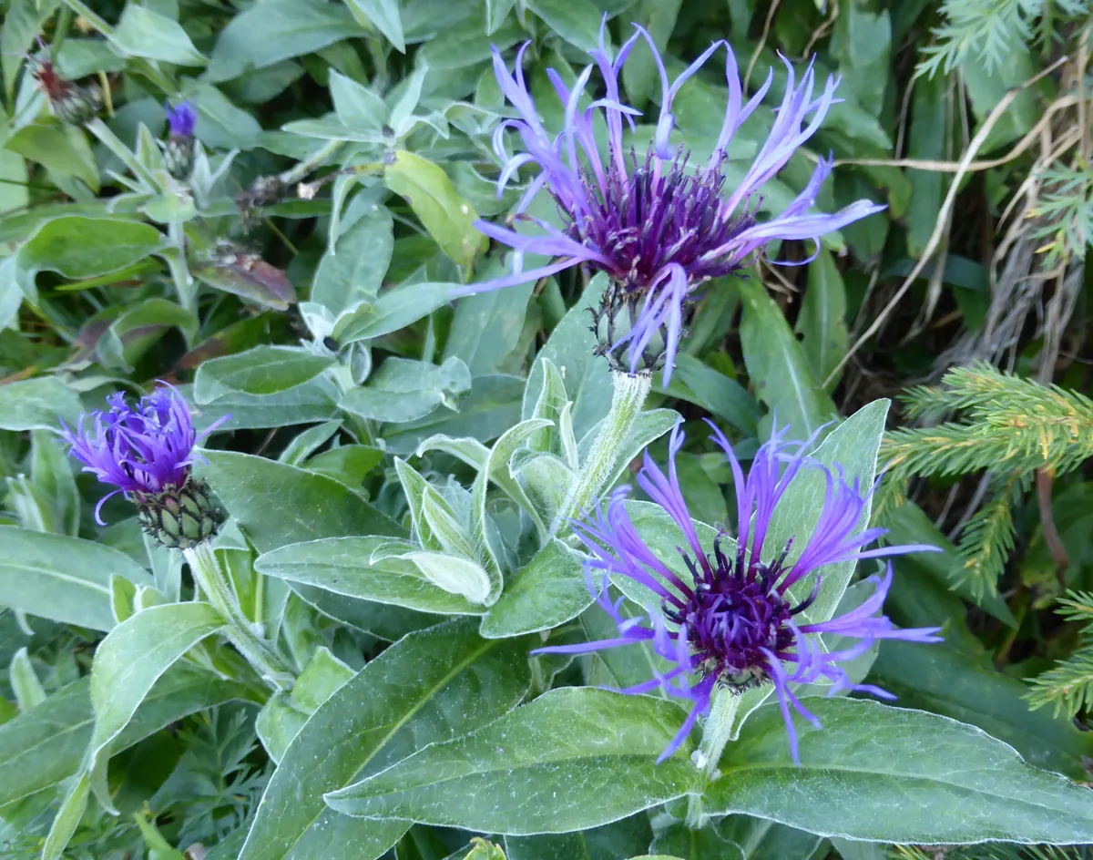 Was pflanzen im Frühling?