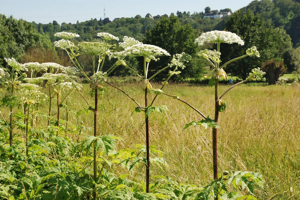 Riesenbärenklau / Herkulesstaude