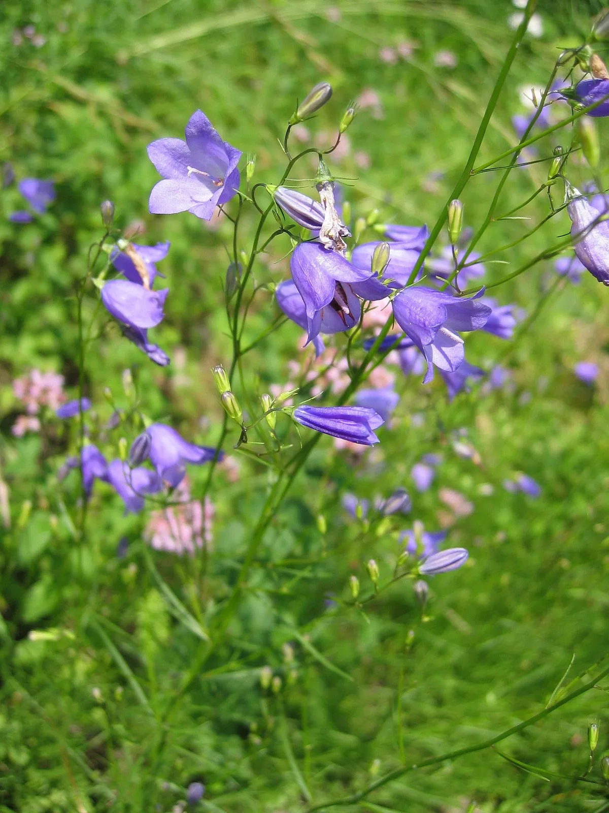Rundblättrige Glockenblume