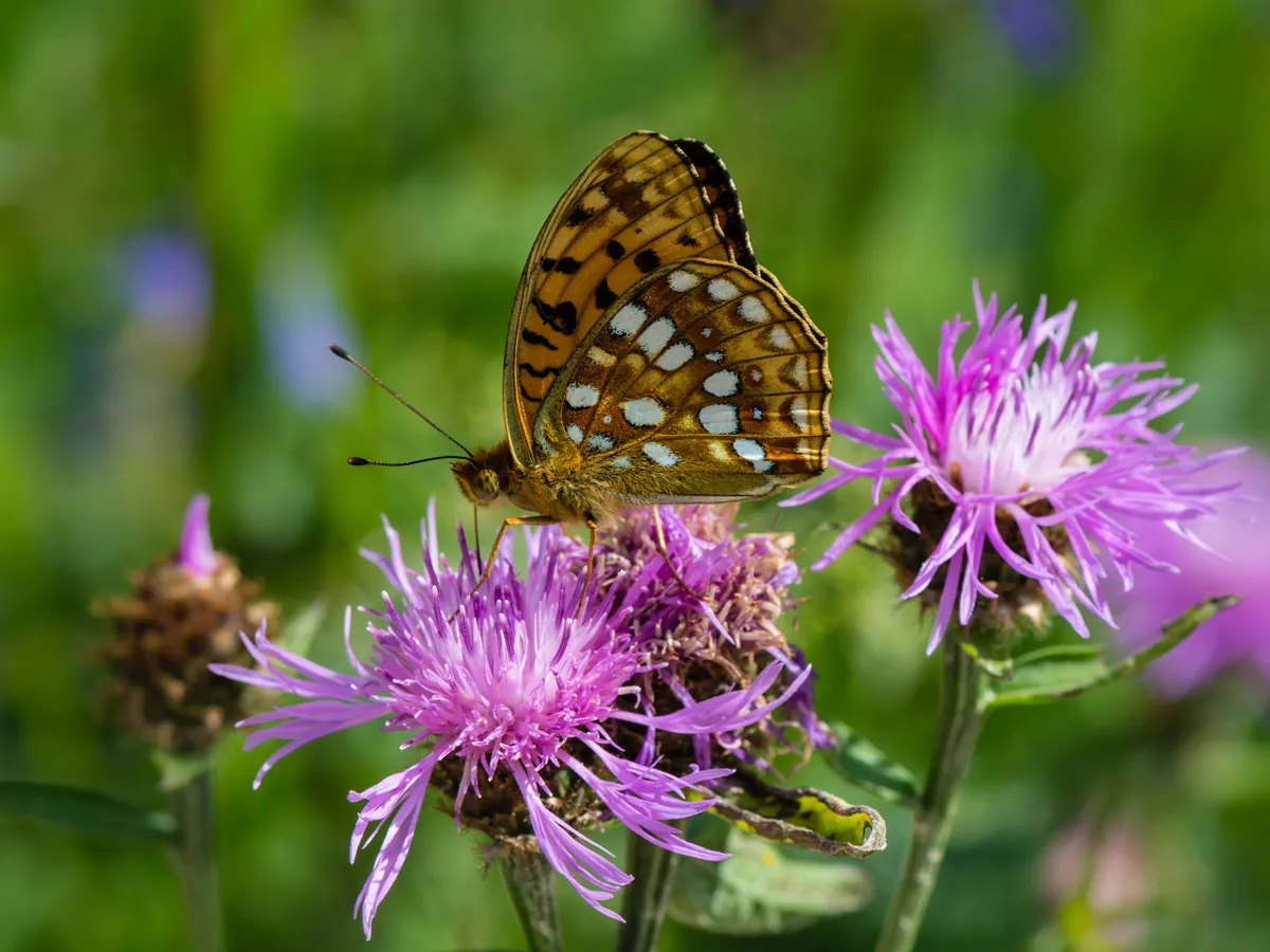 Wildblumen-Kräuter-Mischung