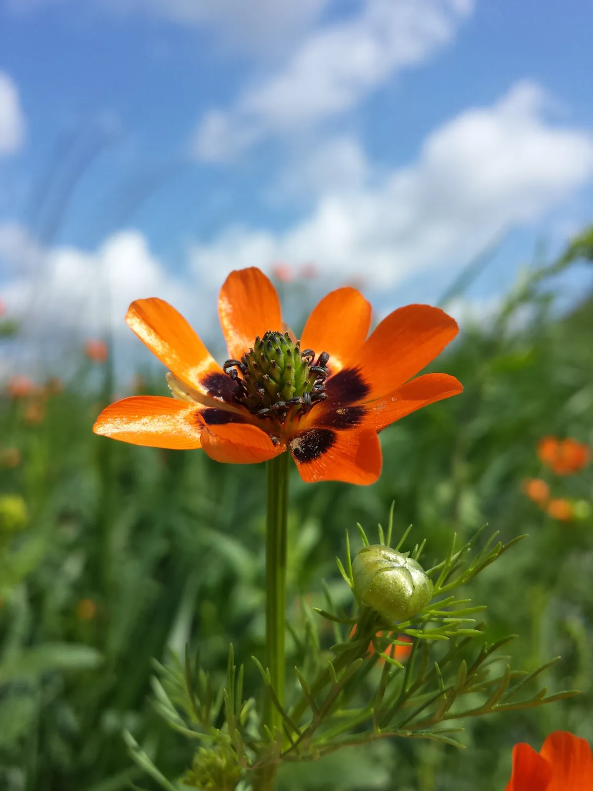 Sommer-Adonisröschen
