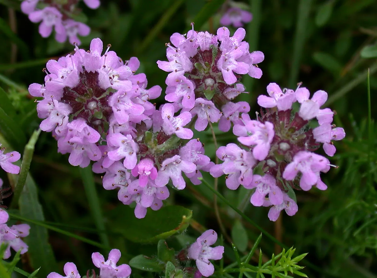 Teppich-Thymian