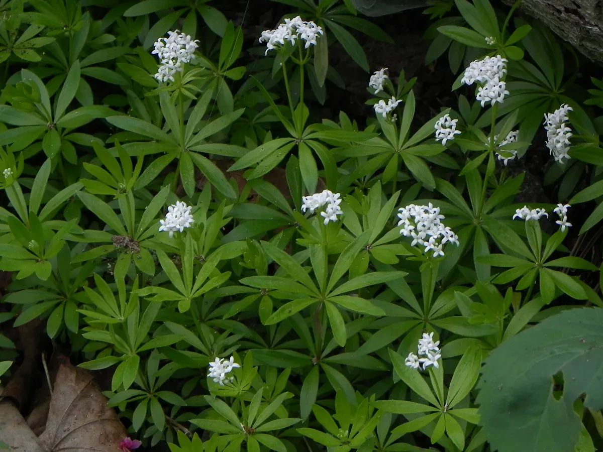 Waldmeister