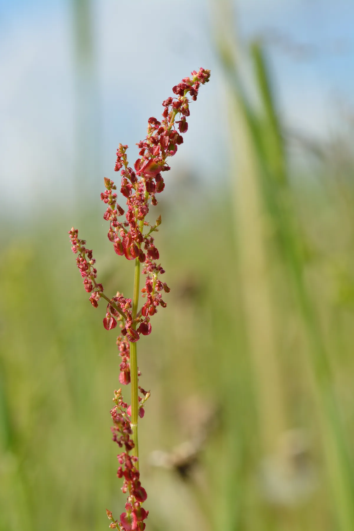 Wiesen-Sauerampfer