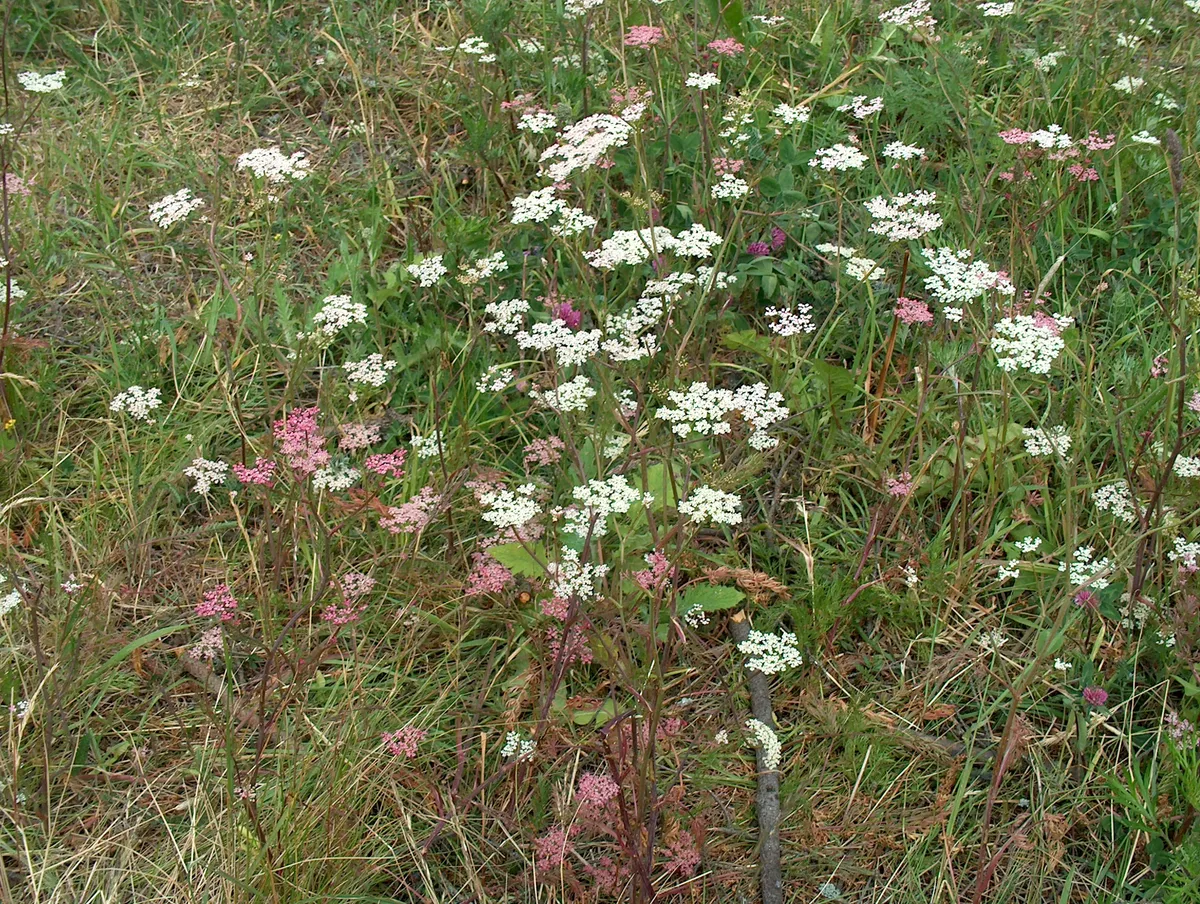 Wiesenkümmel